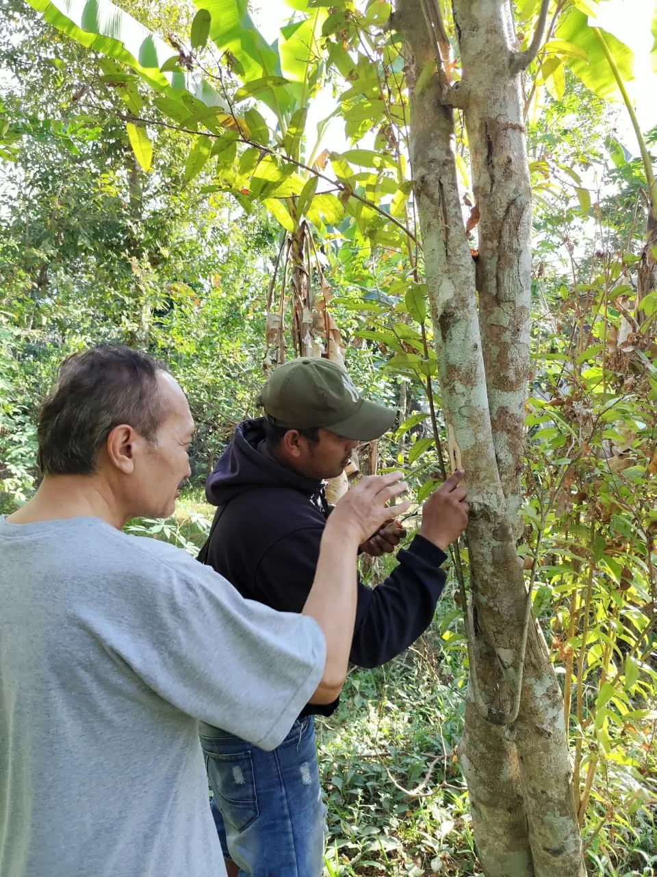 Tim kami memeriksa pohon gaharu di kebun